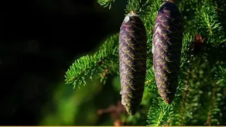 Цыганская песня_ Смоленские сосны🍃