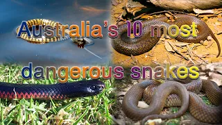 The 10 Most Dangerous Snakes in Australia