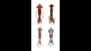 4 Species Of Shortfin Squids | Illex Genus #squids