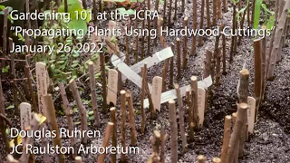 "Propagating Plants Using Hardwood Cuttings"