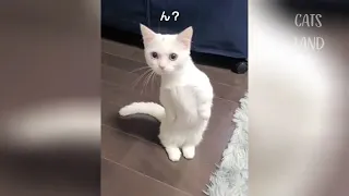 OMG So Cute Cats Best Funny Cat Videos 2021 #90 - cats lover like you