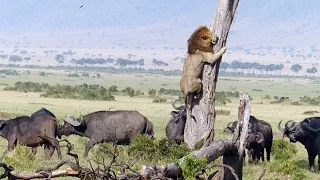 ► Lions Documentary - ENRAGED BUFFALO vs LIONESS IN DANGER - WILD | HD