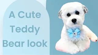 DOG HAIRCUT.  A Teddy bear look for a Shih Tzu Bichon mix , Bichon Poo, Havachon