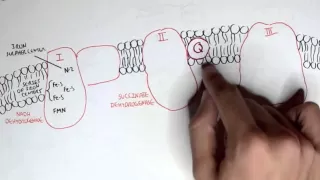 PART I - Oxidative Phosphorylation, Electron Transport Chain