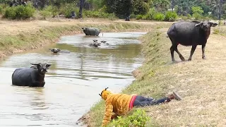 Fake Tiger Prank Buffalo 🐃