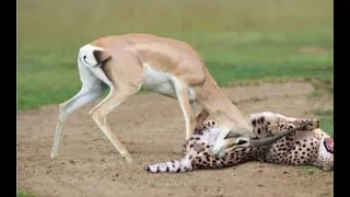 WORLDS FASTEST ANIMALS FAIL Grants Gazzele Take Down Cheetah With Horns Lion Hunt Imapala Fail