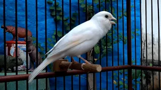 Canary chirping sounds!! The best canary training