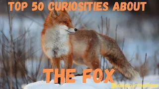 Top 50 Curiosities About the Fox