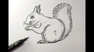 How To Draw A Squirrel. Easy squirrel drawing.