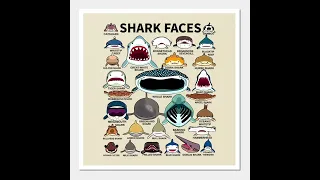 shark faces ( broadnose sevengill ) #sharks