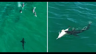 Great White Sharks vs Dolphins: Collection of Drone Footage