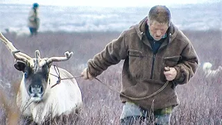 Как живут оленеводы Ямала. Как хранят вековой уклад жизни | Тут султам