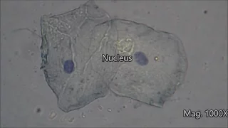 Cheek Cells Under The Microscope