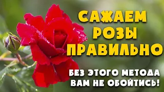 Когда и как правильно сажать розу весной? Без этого метода вам не обойтись!