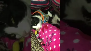 My cat sleeps between my legs every night || tuxedo cat || funny cat || viral video