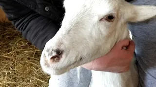 Определяем возраст коз по зубам