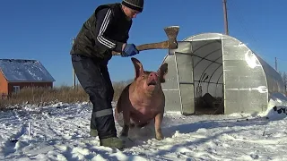 ❌ЗАБОЙ СВИНКИ ГИГАНТИХИ КАНТОР В ШЕСТЬ МЕСЯЦЕВ ❌