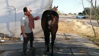 Detrás de Escena: Vida y Cuidados de los Caballos en Cuadra Los Milagritos.