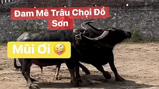 { Đam Mê Trâu Chọi Đồ Sơn } 1 cáng vào mũi té luôn ||