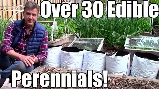 Over 30 Edible Perennials in a Small Garden!