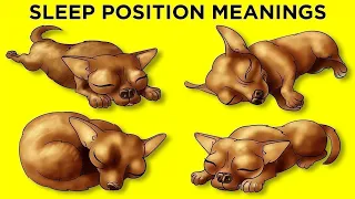 What Your Dog’s Sleeping Position Reveals About Them