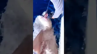 БОЛЬШАЯ БЕЛАЯ АКУЛА ПОПАЛАСЬ НА КРЮЧОК, ЧУМОВАЯ ПОКЛЬЕВКА #shorts #море #shark