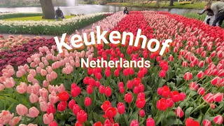 Keukenhof 2024 Gorgeous Tulip Flowers Garden Netherlands Travel Highlights