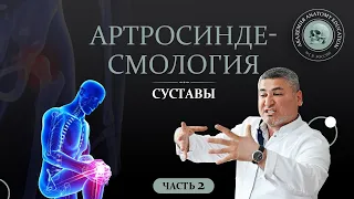 Артросиндесмология. Суставы часть 2 / ARTHROSYNDESMOLOGIA