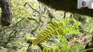 Plantlife's work in temperate rainforests