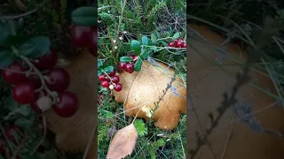 гриб подбрусникой дары леса