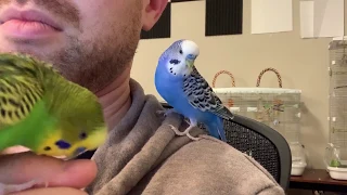 Incredible talking parakeet talks nonstop (and drops the beat!) [captioned]