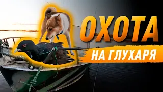 Охота на глухаря с подхода с лайкой, осенью!