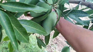 "MALLIKA" mango tree of just four years old. Export quality mangoes...