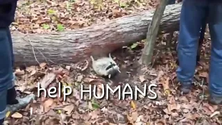 Batcoon needs help with subtitles