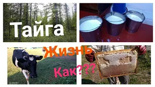 Жизнь в Тайге!!! Как и на что живут в деревне ☝👀🦌