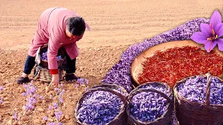 Saffron, the "red gold" of gastronomy. Cultivation, harvesting and manual extraction of this spice
