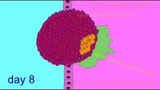 EMBRYONIC DEVELOPMENT: TROPHOBLAST