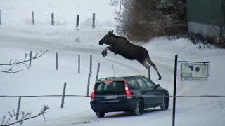 Top 10 Moose on the road compilation 2015