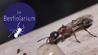 Pseudomyrmex gracilis - espèce fabuleuse d'Amérique du sud