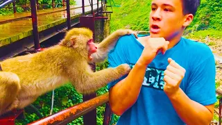 Animals Unexpected Attack On Human - Funny Animals Attack || PETASTIC 🐾