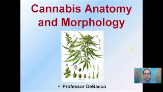 Cannabis Anatomy and Morphology