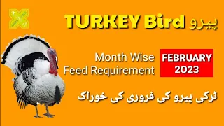 Turkey Bird Feed for February 2023 | ٹرکی پیرو کی فروری کی خوراک | Monthly Feed @NadiaPetsCross