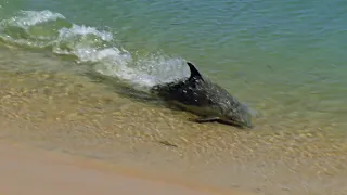 Hydroplaning Dolphins | Planet Earth | BBC Earth