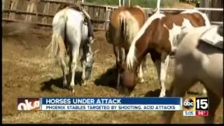 Horses attacked with acid