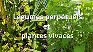 Plus de légumes perpétuels, de plantes vivaces pour moins de travail au jardin