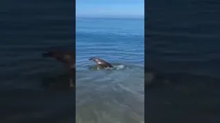 Seal and Dog play fetch together! #foryou #fyp #shorts #viral #animals #funny #ocean #love #life