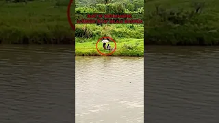 BUAT YG HOBI MANCING‼️ TETAP SELALU WASPADA APALAGI PINGGIR SUNGAI SEPERTI INI,DI MUSIM HUJAN#shorts