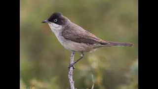 Western Orphean Warbler -  Sylvia Hortensis