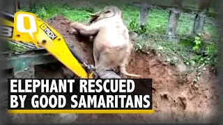 Watch: Elephant Stuck in a Trench Rescued by Forest Officials With a JCB Machine | The Quint