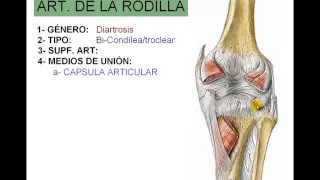 ARTICULACION DE LA RODILLA